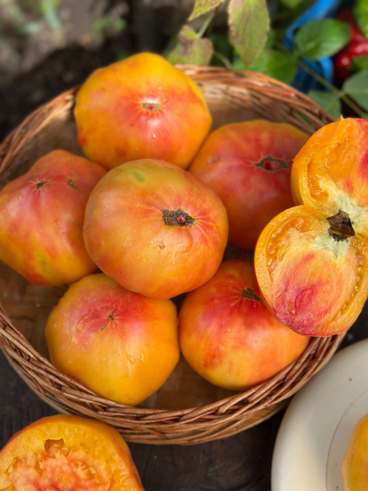 Насіння помідорів «Загадка Природи» Nasivanky - 2 Насіння помідорів «Загадка Природи» Nasivanky - 2