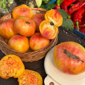 Насіння помідорів «Загадка Природи» Nasivanky