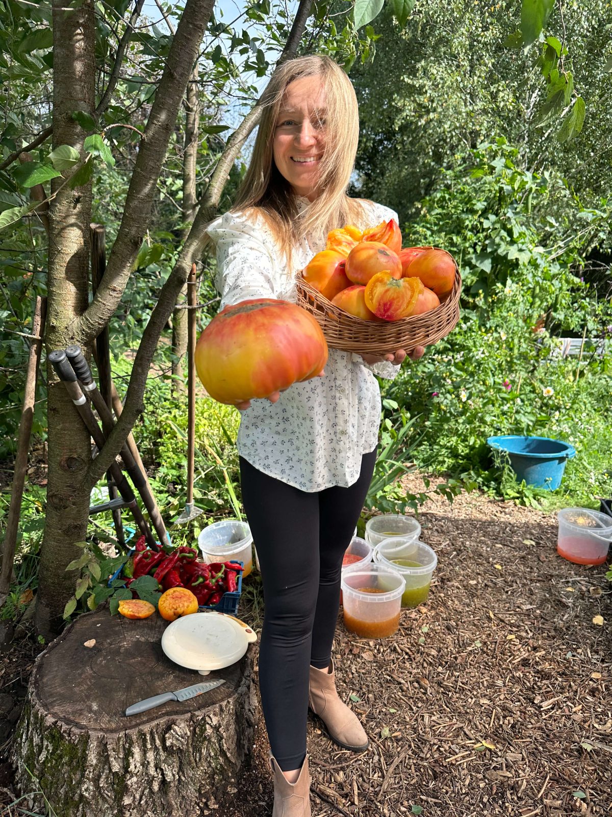 Насіння помідорів «Загадка Природи» Nasivanky - 3 Насіння помідорів «Загадка Природи» Nasivanky -3