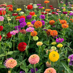 Насіння цинії "Гіганти суміш Nasivanky