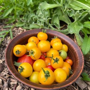 Насіння помідорів «Міні Чері кімнатне Жовте» Nasivanky