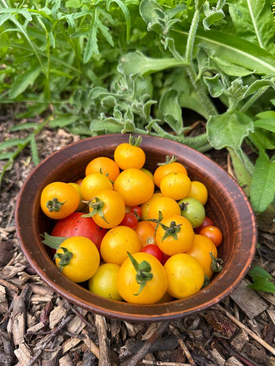Насіння помідорів «Міні Чері кімнатне Жовте» Nasivanky Насіння помідорів «Міні Чері кімнатне Жовте» Nasivanky