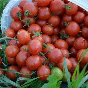 Nasivanky. Магазин крафтового насіння.Насіння овочів.Насіння помідорів.