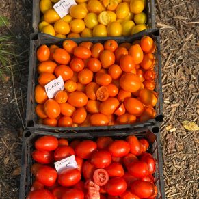 Насіння помідорів «Алекс» Nasivanky - 2