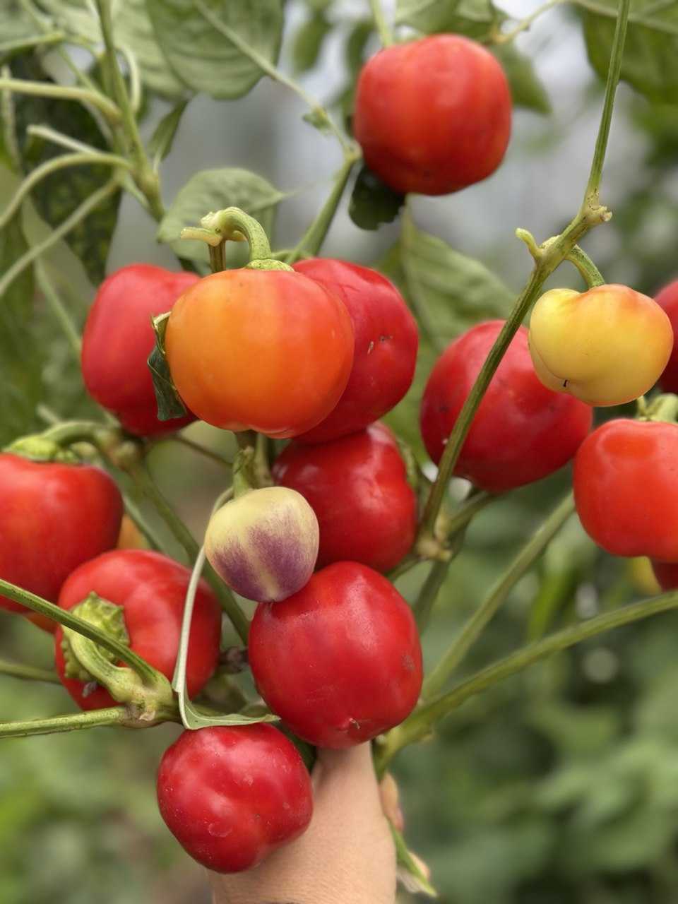 Насіння перцю «Онтара» Nasivanky Насіння перцю «Онтара» Nasivanky