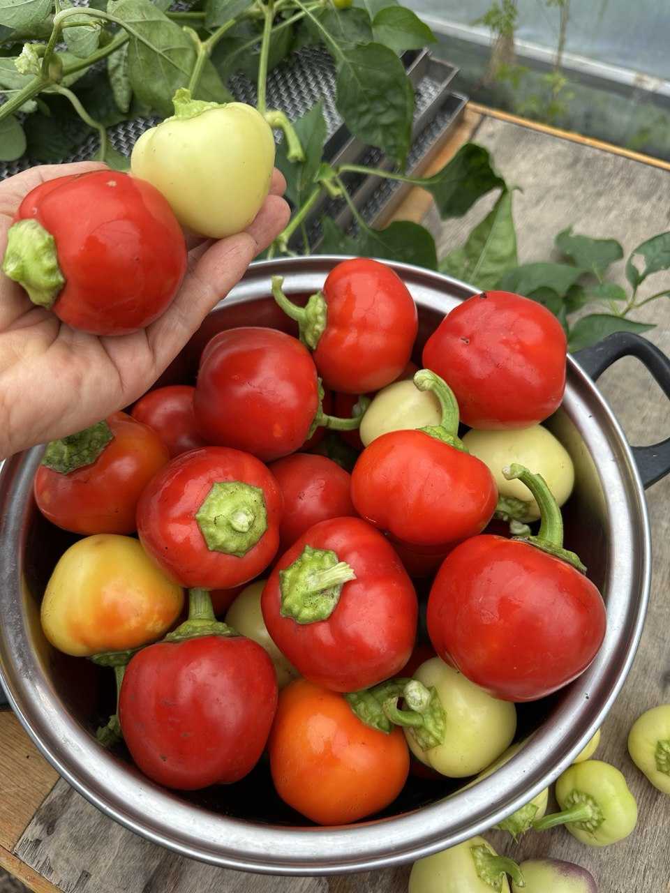 Насіння перцю «Онтара» Nasivanky Насіння перцю «Онтара» Nasivanky