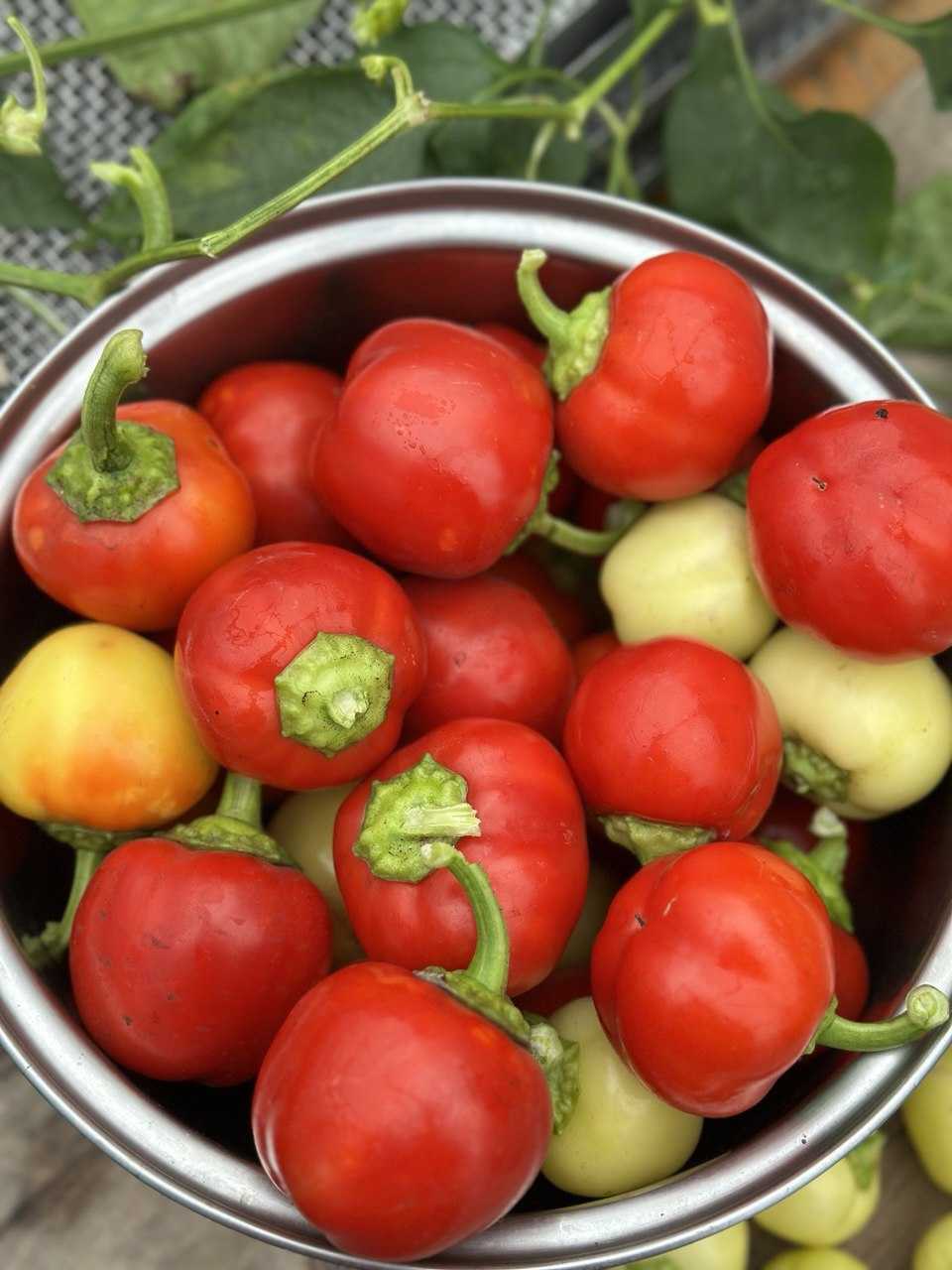 Насіння перцю «Онтара» Nasivanky Насіння перцю «Онтара» Nasivanky