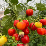 Насіння перцю «Онтара» Nasivanky