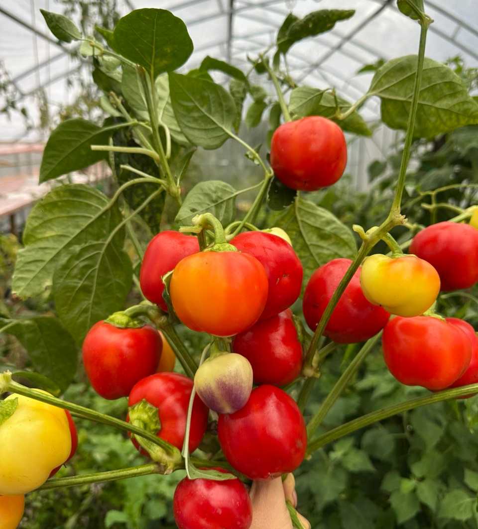 Насіння перцю «Онтара» Nasivanky Насіння перцю «Онтара» Nasivanky