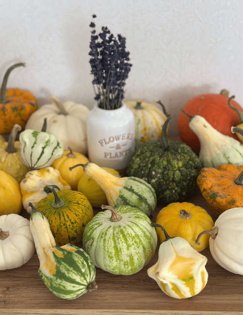 Насіння гарбуз-міні «Суміш декоративних сортів» Nasivanky Насіння гарбуз-міні «Суміш декоративних сортів» Nasivanky