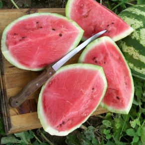 Насіння кавуна