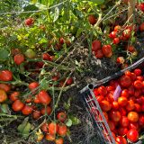 Насіння помідорів «Фітоус» Nasivanky