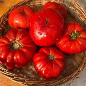 Насіння помідорів «Dutchman» Nasivanky