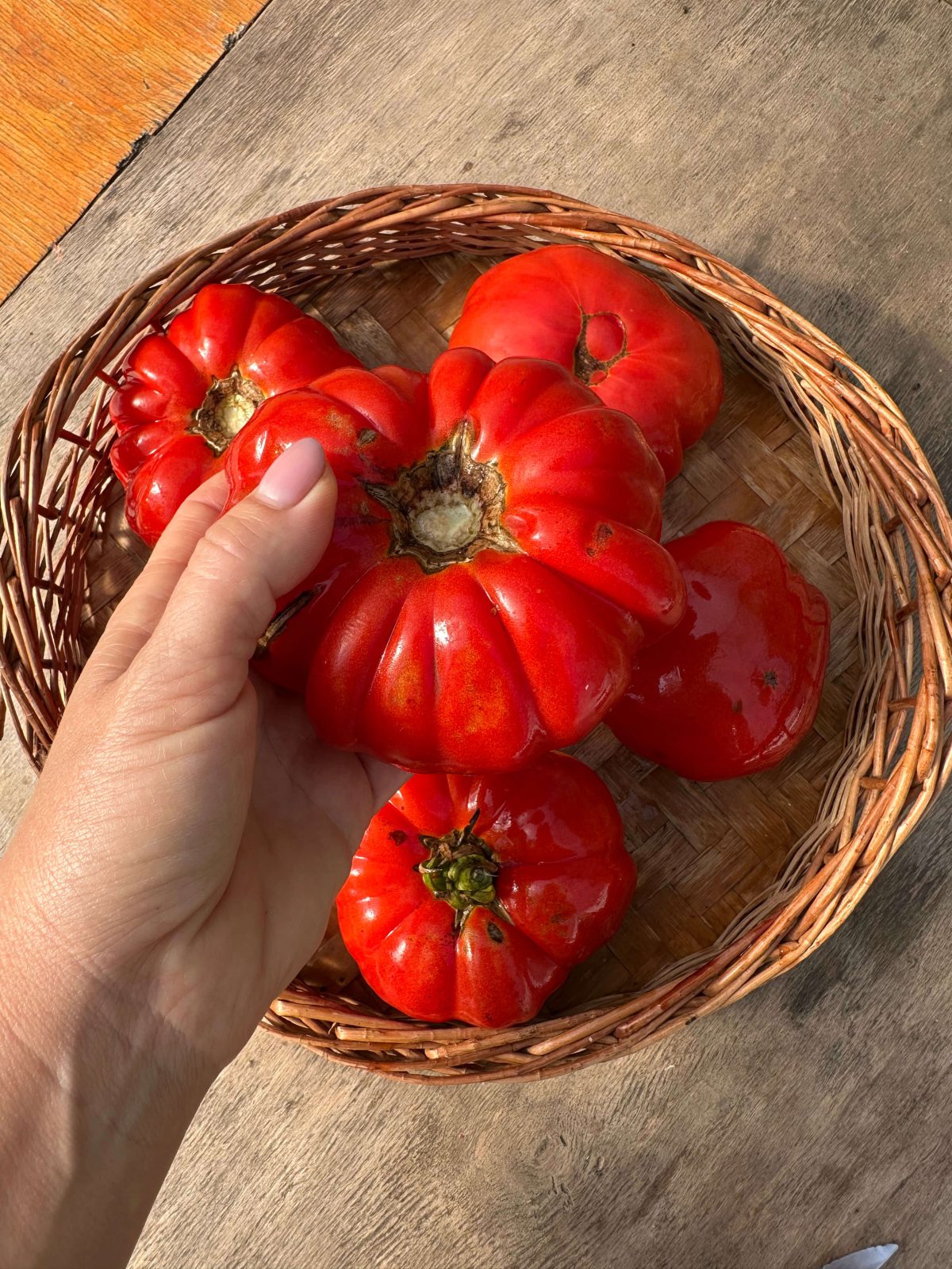 Насіння помідорів «Dutchman» Nasivanky - 4 Насіння помідорів «Dutchman» Nasivanky - 4