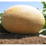 Насіння дині «Амал» Nasivanky