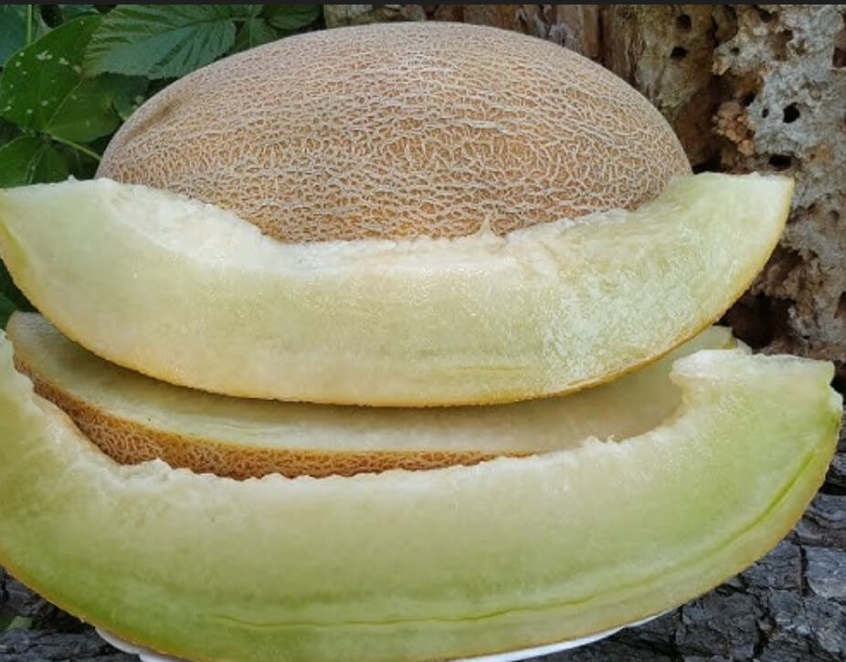 Насіння дині «Амал» Nasivanky - 2