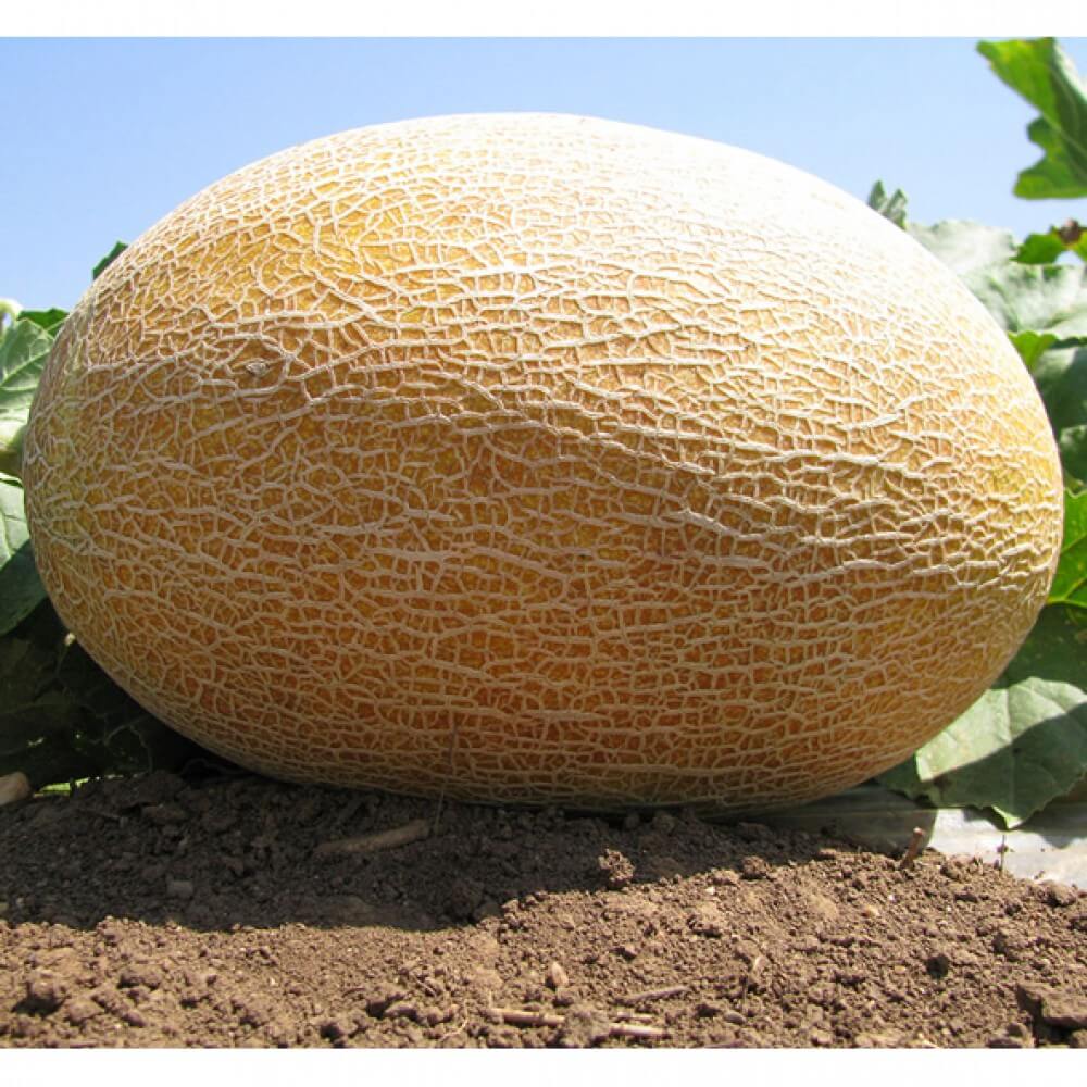 Насіння дині «Амал» Nasivanky Насіння дині «Амал» Nasivanky