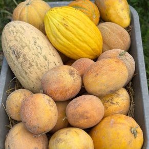 Насіння дині «Солодка компанія» Nasivanky