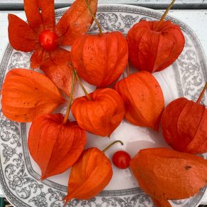 Насіння фізалісу декоративного «Червоні Ліхтарики» - 2