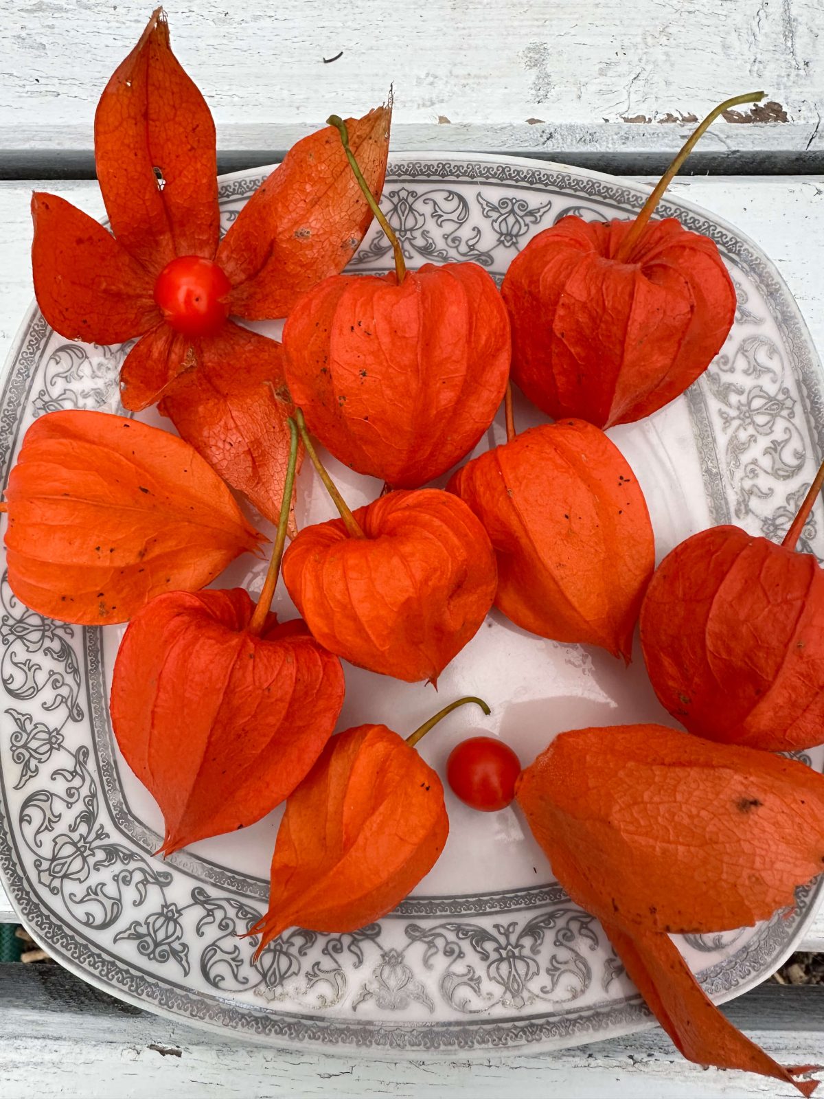 Насіння фізалісу декоративного «Червоні Ліхтарики» - 2 Насіння фізалісу декоративного «Червоні Ліхтарики» - 2