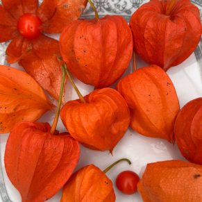 Насіння фізалісу декоративного «Червоні Ліхтарики»