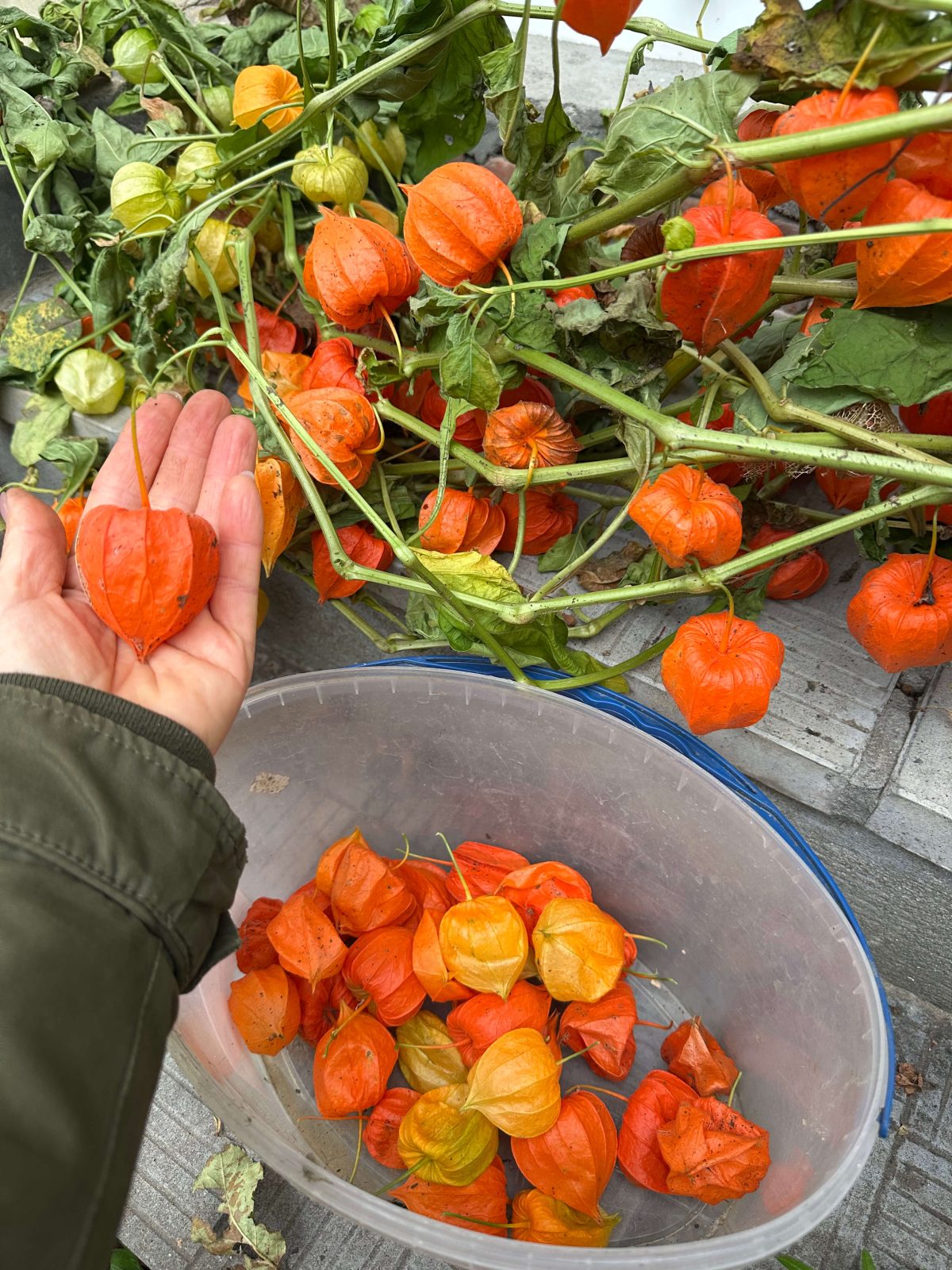 Насіння фізалісу декоративного «Червоні Ліхтарики» - 3 Насіння фізалісу декоративного «Червоні Ліхтарики» - 3