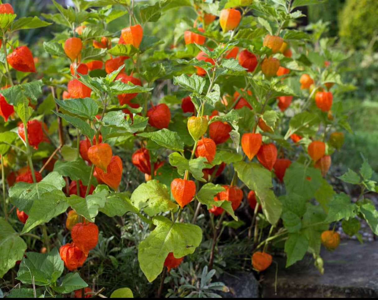 Насіння фізалісу декоративного «Червоні Ліхтарики» - 4