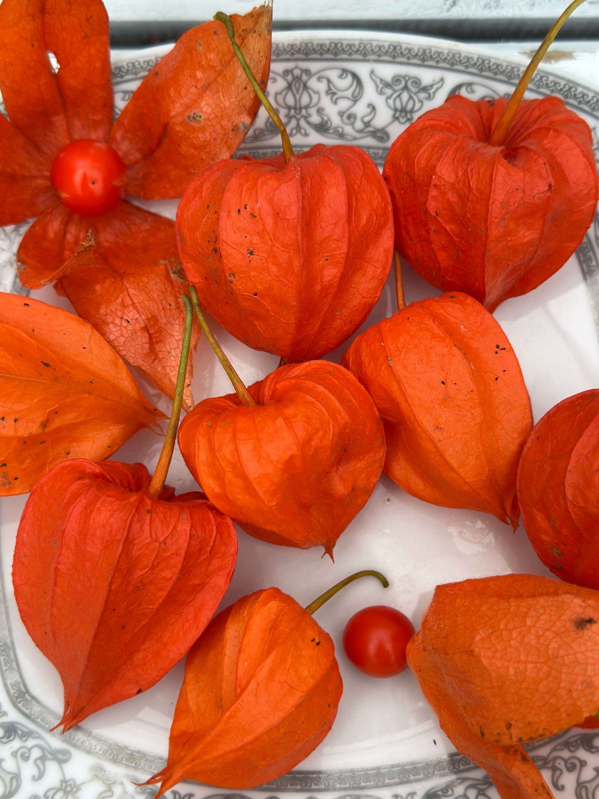 Насіння фізалісу декоративного «Червоні Ліхтарики» Насіння фізалісу декоративного «Червоні Ліхтарики»