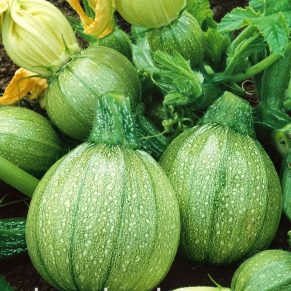 Насіння кабачка цукіні «Тондо Чіаро ді Ніцца» Nasivanky