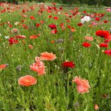 Насіння маку декоративного «Веселкова Галявина» Nasivanky