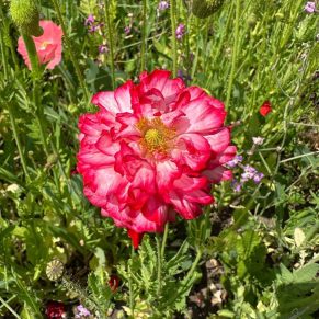 Насіння маку декоративного «Веселкова Галявина» Nasivanky - 2