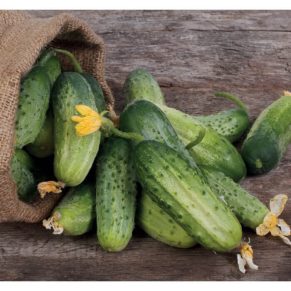 Насіння огірка «Бочковий» Nasivanky