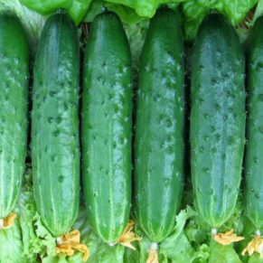 Насіння огірка «Бутон Лотоса» Nasivanky - 2