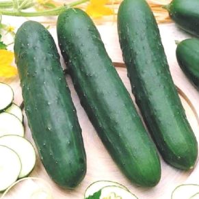 Насіння огірка «Зозуля» Nasivanky - 2