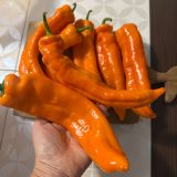 Насіння перцю «Раміро Оранжевий» Nasivanky