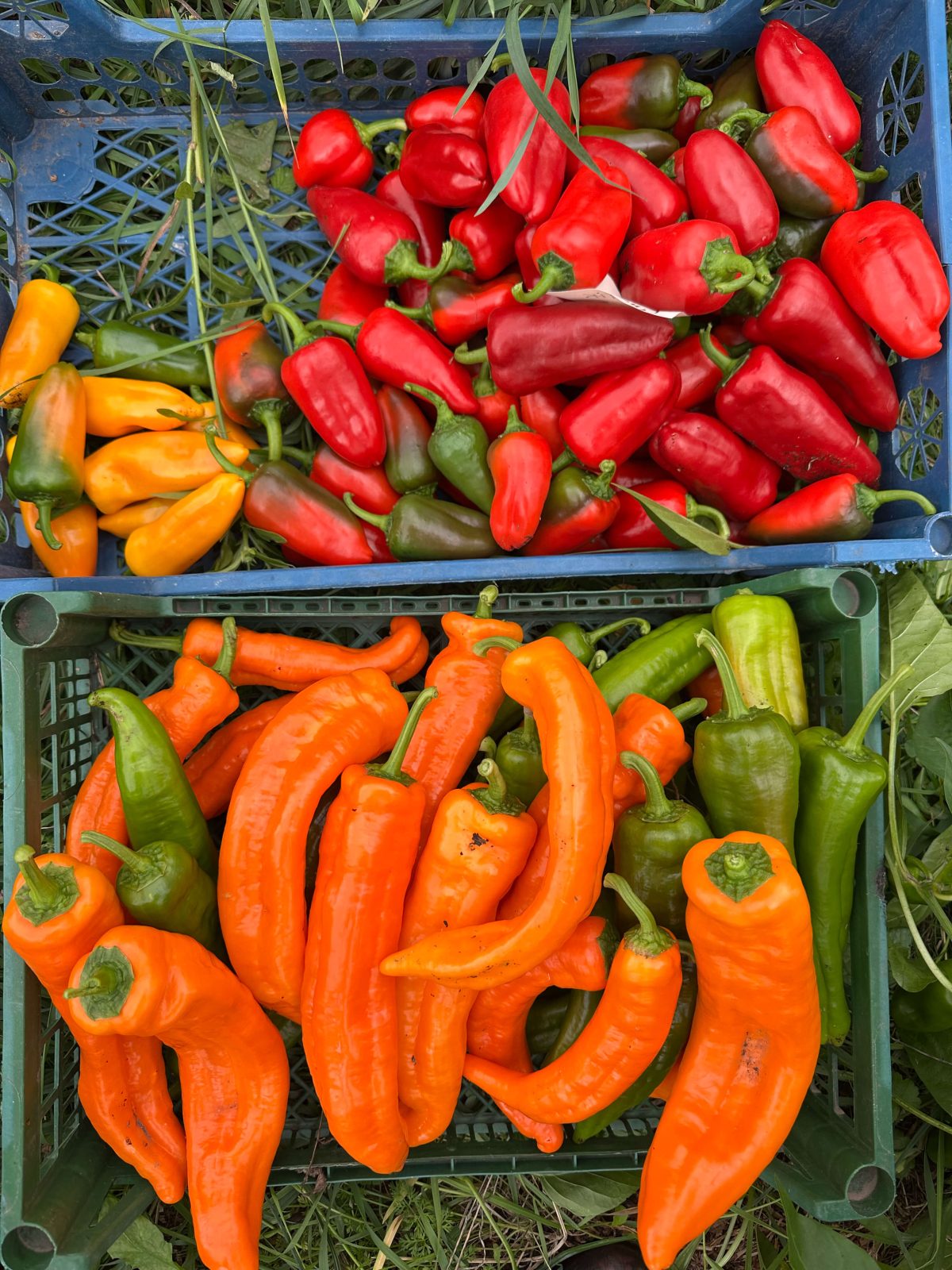 Насіння перцю «Раміро Оранжевий» Nasivanky - 3 Насіння перцю «Раміро Оранжевий» Nasivanky - 3