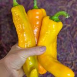 Насіння перцю «Раміро Жовтий» Nasivanky