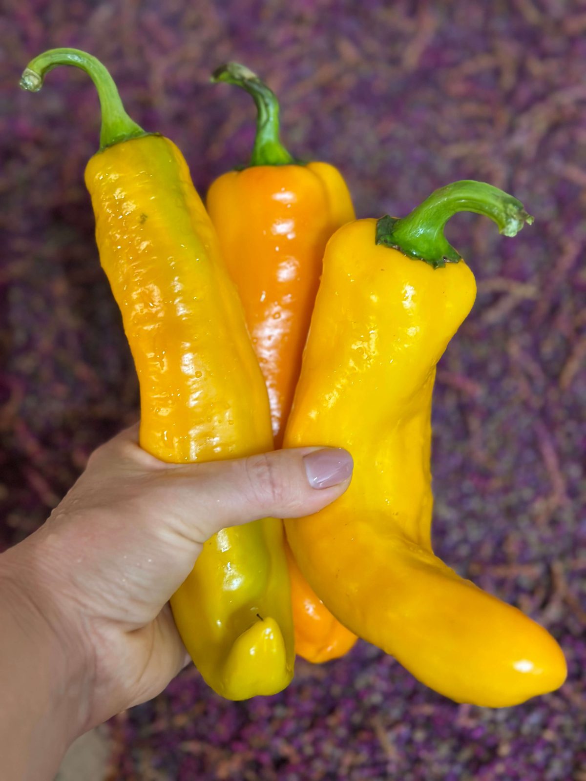 Насіння перцю «Раміро Жовтий» Nasivanky Насіння перцю «Раміро Жовтий» Nasivanky