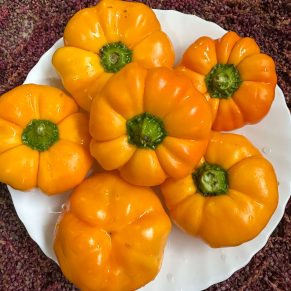 Насіння перцю «Ратунда Квітка Жовта» Nasivanky