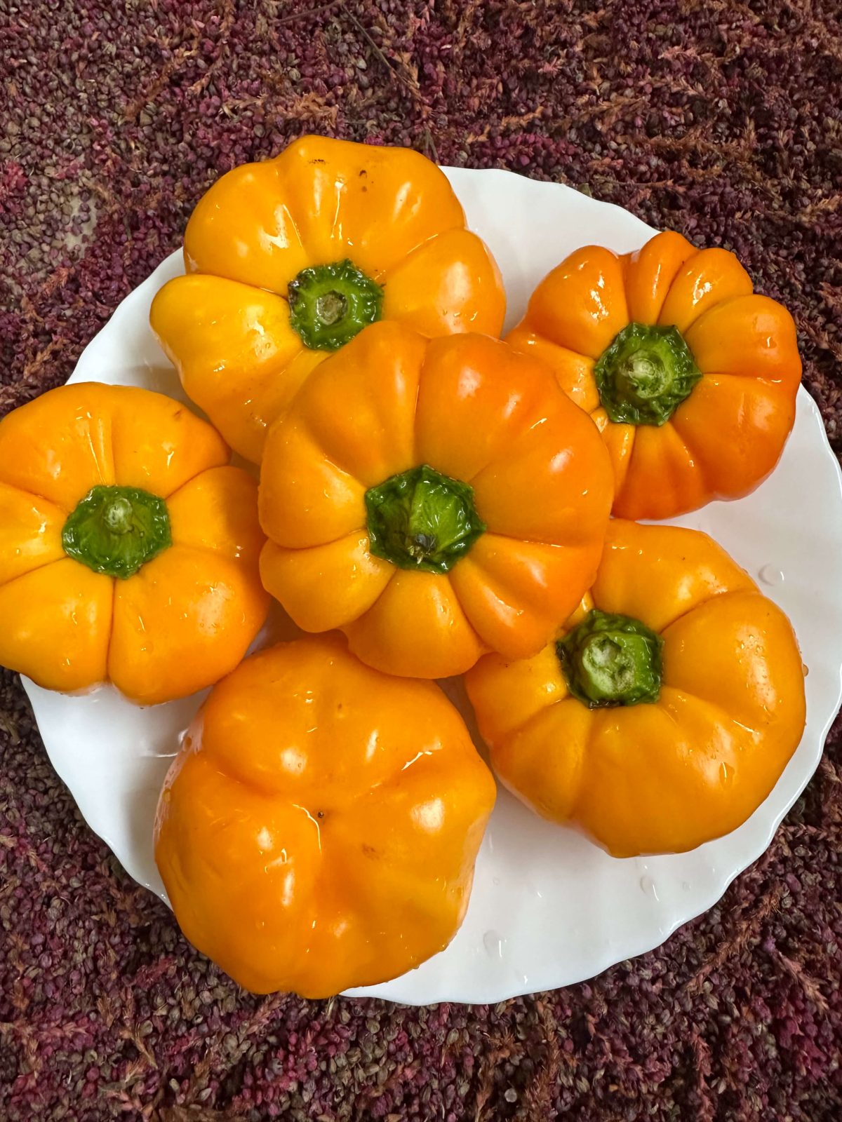 Насіння перцю «Ратунда Квітка Жовта» Nasivanky Насіння перцю «Ратунда Квітка Жовта» Nasivanky