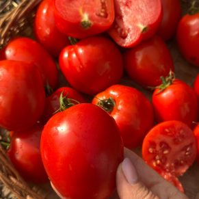 Насіння помідорів «Amish Paste» Nasivanky