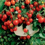 Насіння помідорів «Баяя» Nasivanky