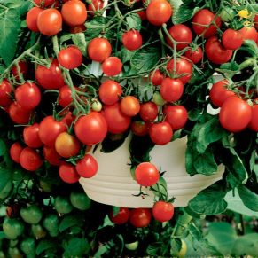 Насіння помідорів «Баяя» Nasivanky