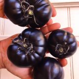 Насіння помідорів «Black Beauty» Nasivanky