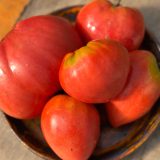 Насіння помідорів «Фатіма» Nasivanky