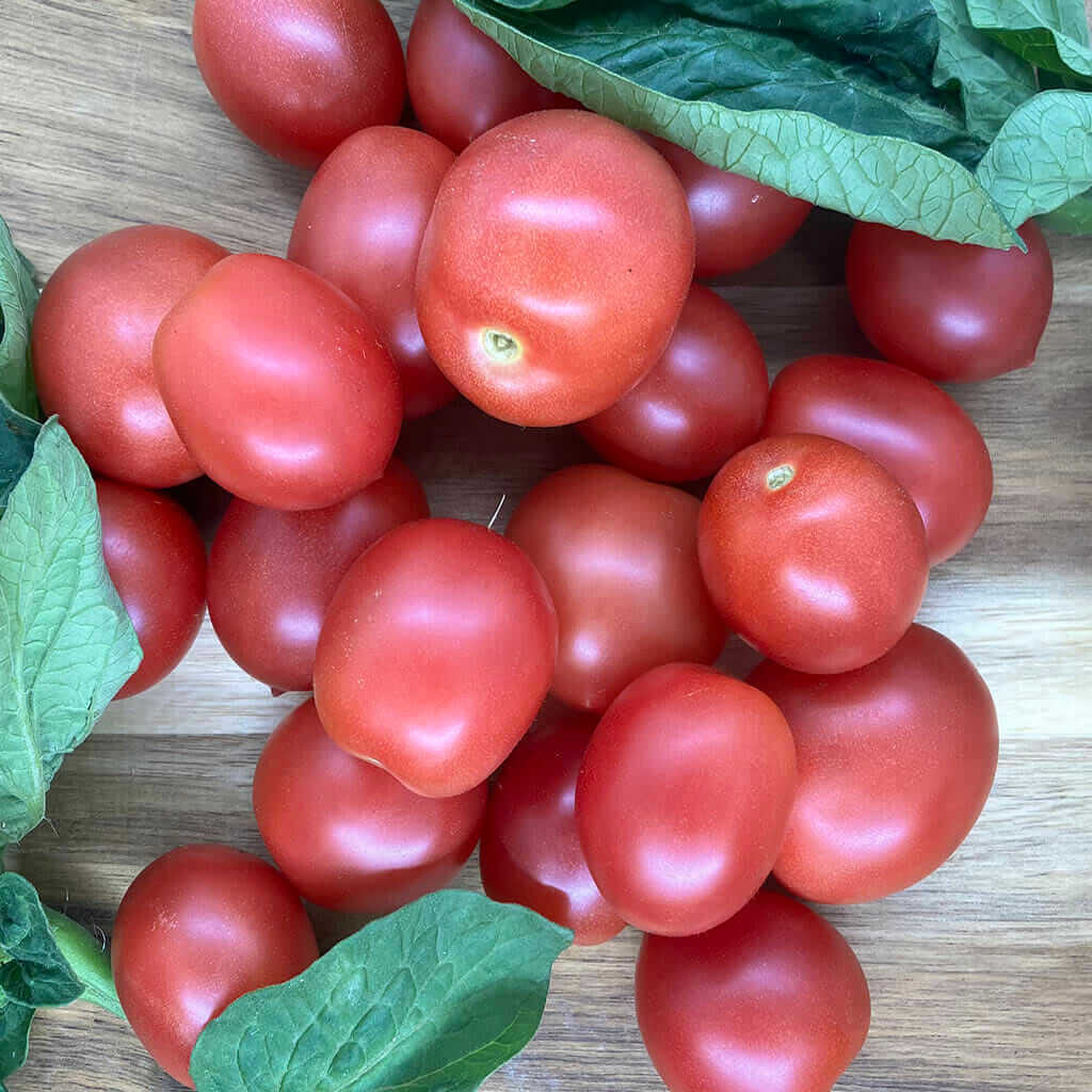 Насіння помідорів «Карлик Бендіго Роуз» Nasivanky Насіння помідорів «Карлик Бендіго Роуз» Nasivanky