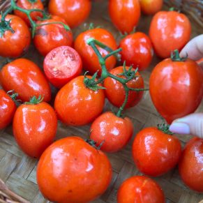 Насіння помідорів «Карлик Червоне Серце» Nasivanky