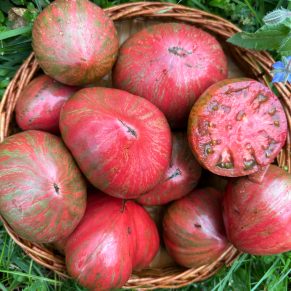 Насіння помідорів «Карлик Пурпуровий Серцеїд» Nasivanky - 3