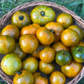 Насіння помідорів «Карлик Смугастий Джеремі» Nasivanky - 2