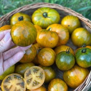 Насіння помідорів «Карлик Смугастий Джеремі» Nasivanky